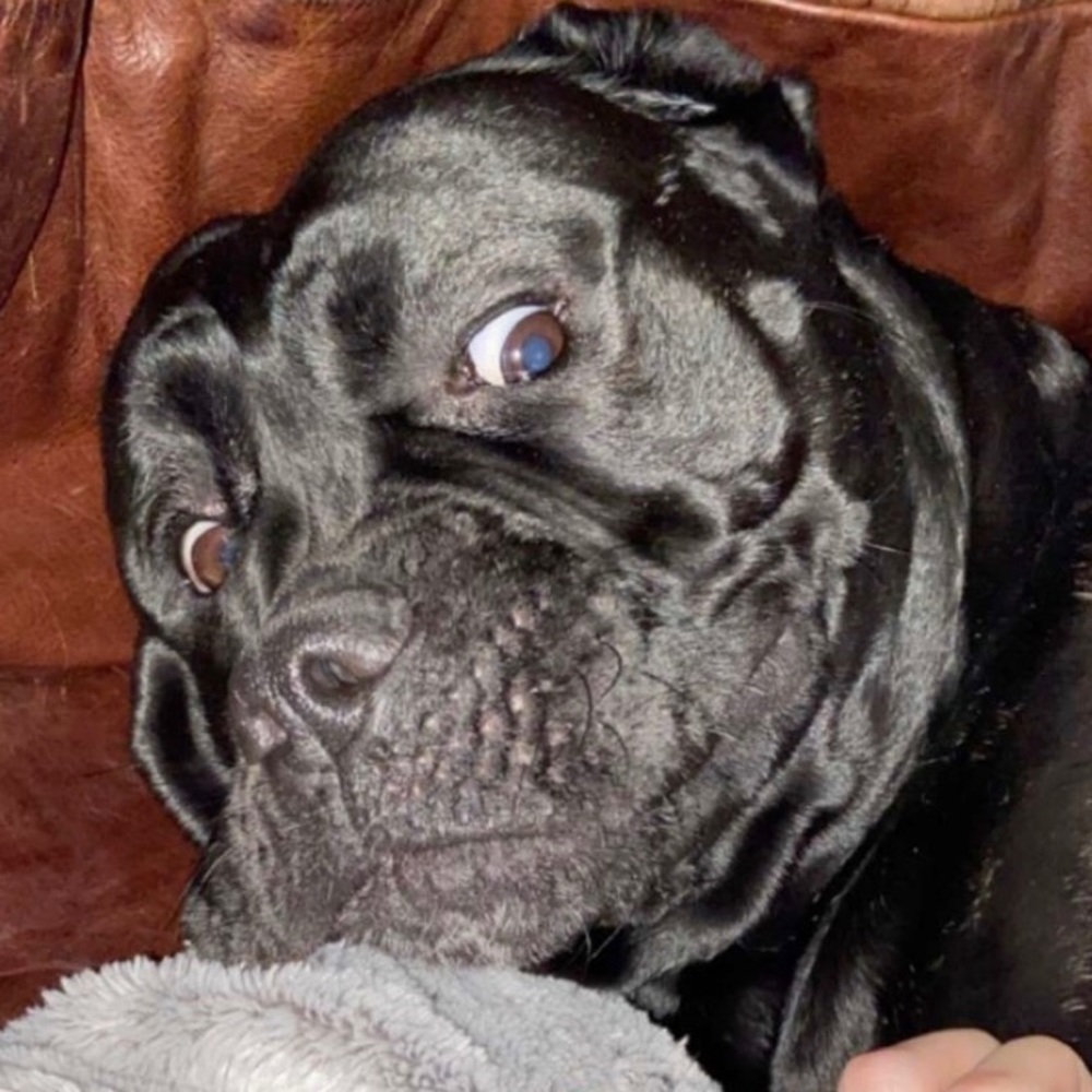 Meet your Posher, Charlie